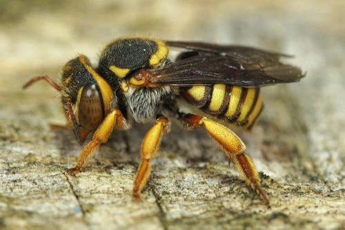 Rhodanthidium infuscatum